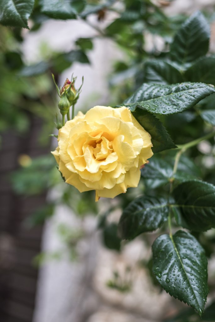 Spring in Bale, Croatia - from travel blog http://Epepa.eu