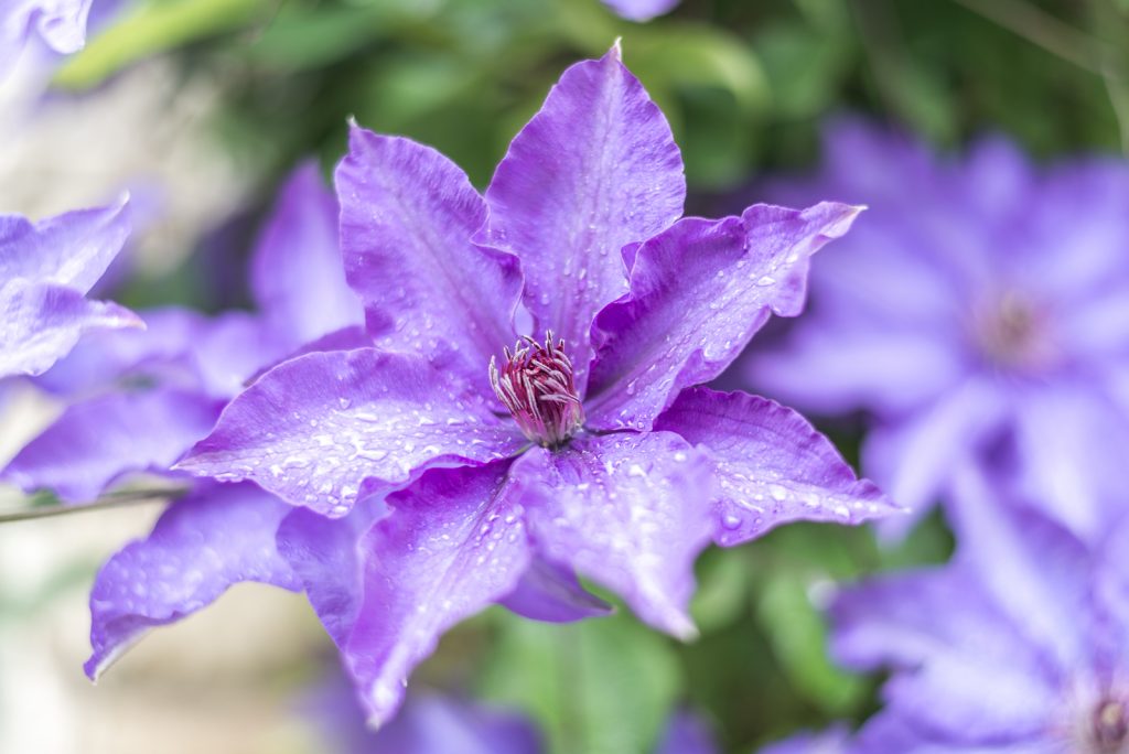 Spring in Istria, Croatia - from travel blog http://Epepa.eu