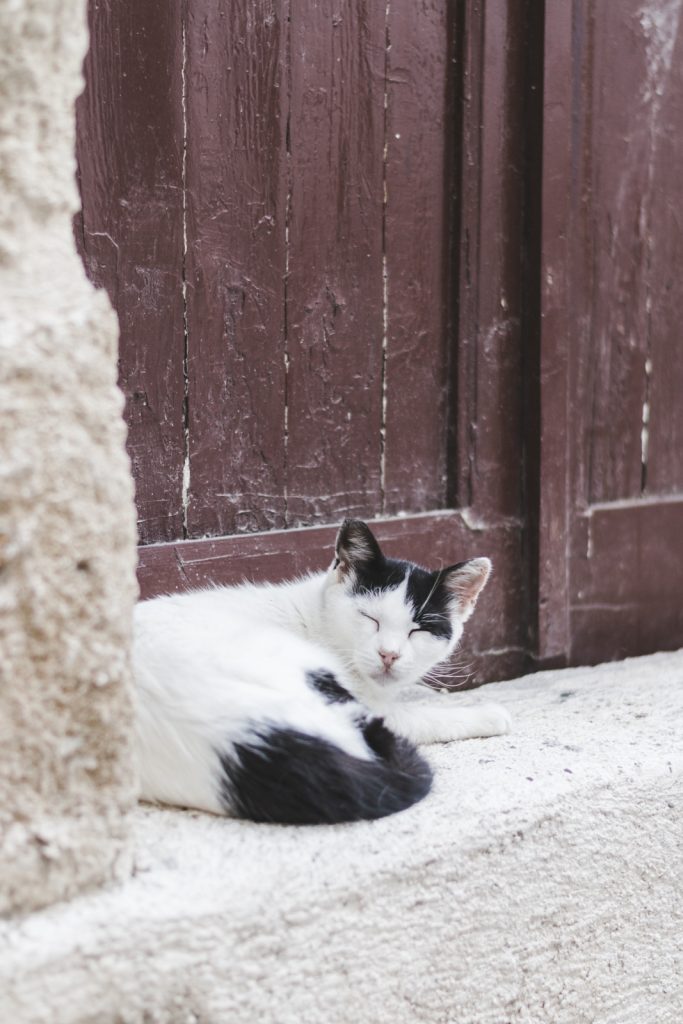 A cat in Rhodes, Greece - from travel blog http://Epepa.eu