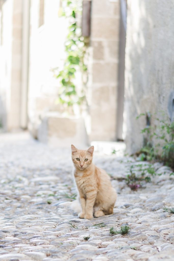 Rhodes, the island of cats - from travel blog http://Epepa.eu
