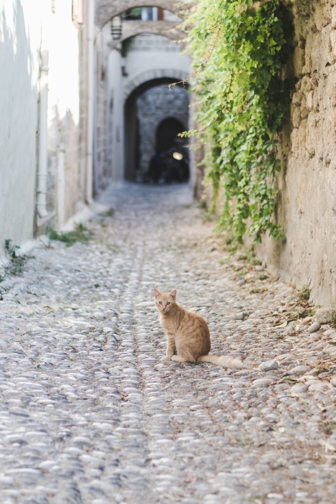 Red cat in the Medieval City, Rhodes, Greece - from travel blog http://Epepa.eu