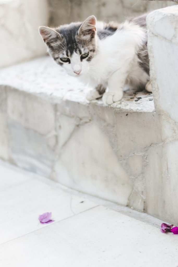Cat in the Medieval Town of Rhodes, Greece - from travel blog http://Epepa.eu