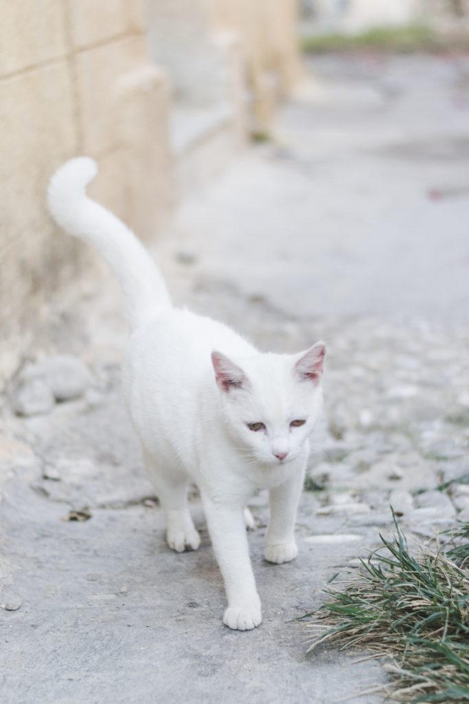 Rhodes, Greece - the island of cats - from travel blog http://Epepa.eu