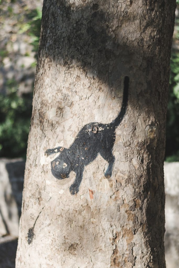 Cat painting on the tree, Rhodes, Greece - from travel blog http://Epepa.eu