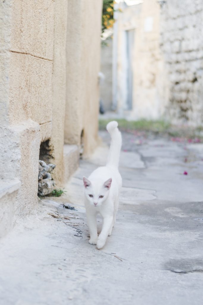 White cat in Rhodes Old Town, Greece - from travel blog http://Epepa.eu