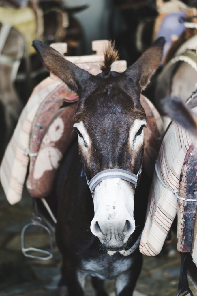 A donkey in Lindos, Rhodes Island, Greece - from travel blog: http://Epepa.eu