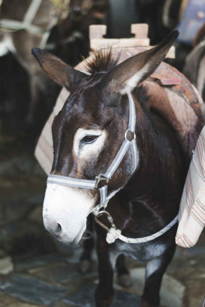 A donkey in Lindos, Rhodes Island, Greece - from travel blog: http://Epepa.eu