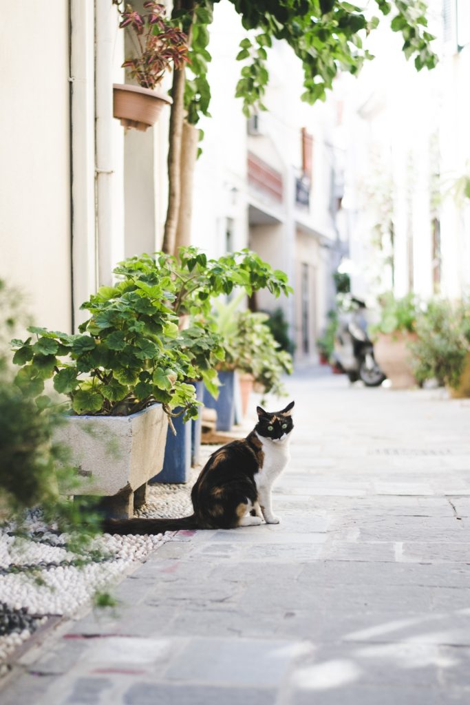 Rhodes, the island of cats - from travel blog: http://Epepa.eu