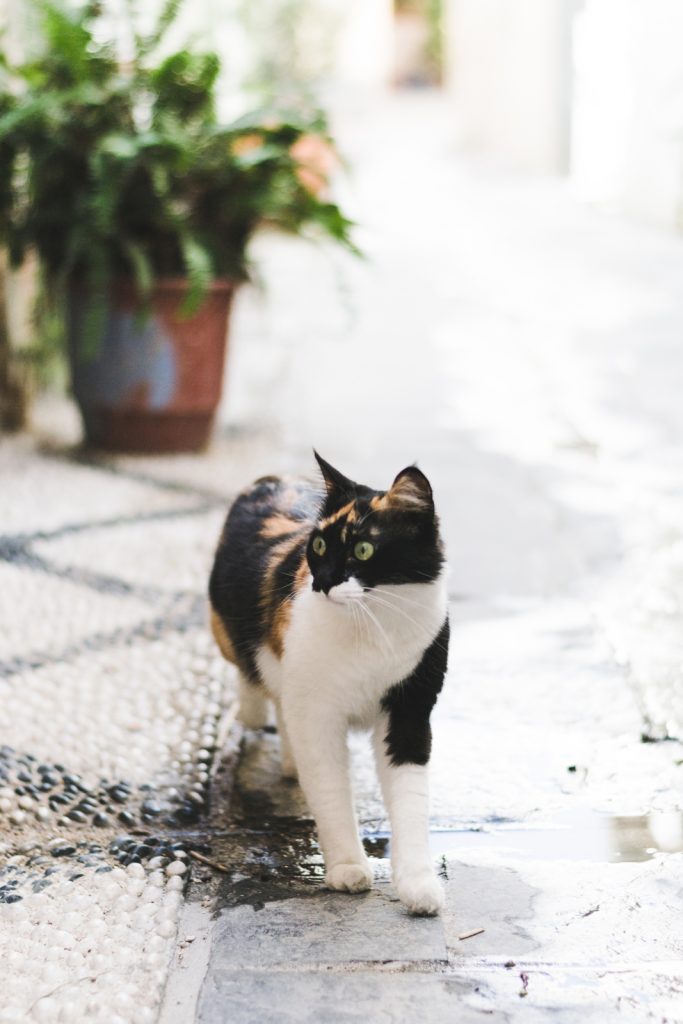Funny cat in Rhodes Town, Greece - from travel blog: http://Epepa.eu