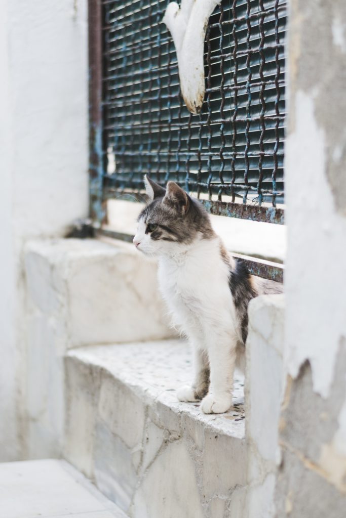 A cat in Rhodes Town, Greece - from travel blog: http://Epepa.eu
