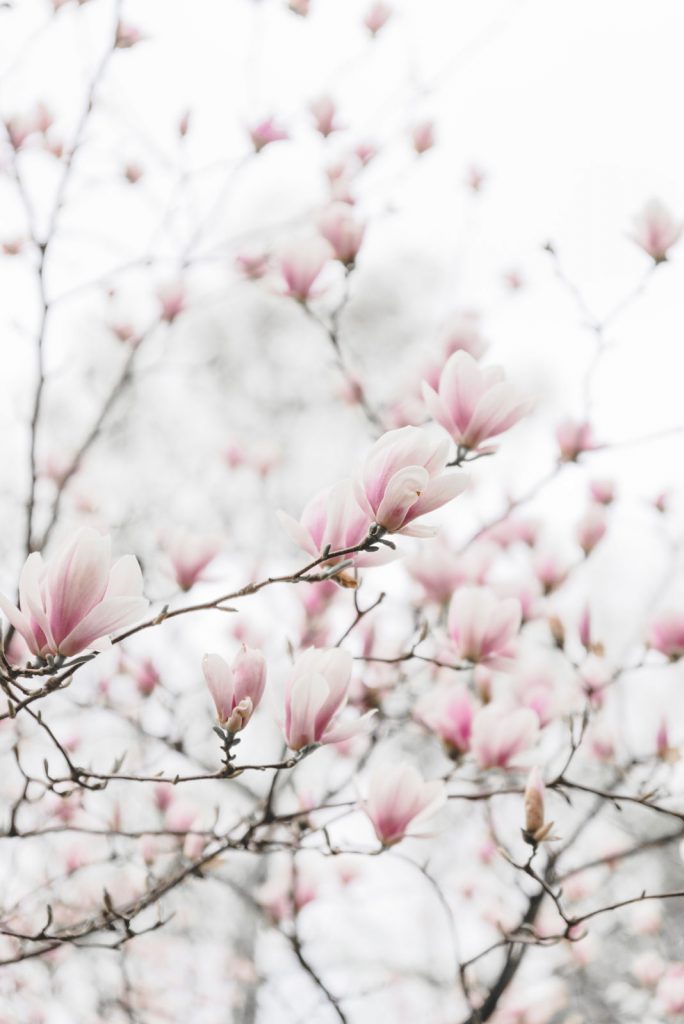 Pink magnolia in Ustroń, Poland - from travel blog: http://Epepa.eu