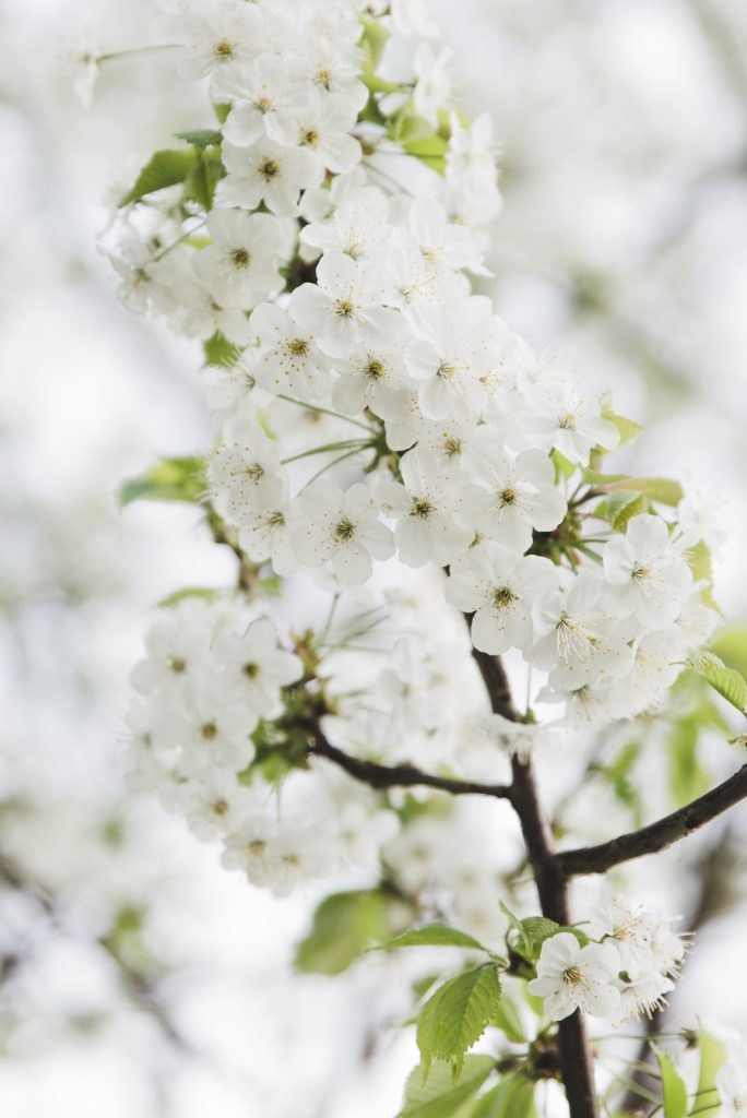 White flowers on the tree - from travel blog: http://Epepa.eu