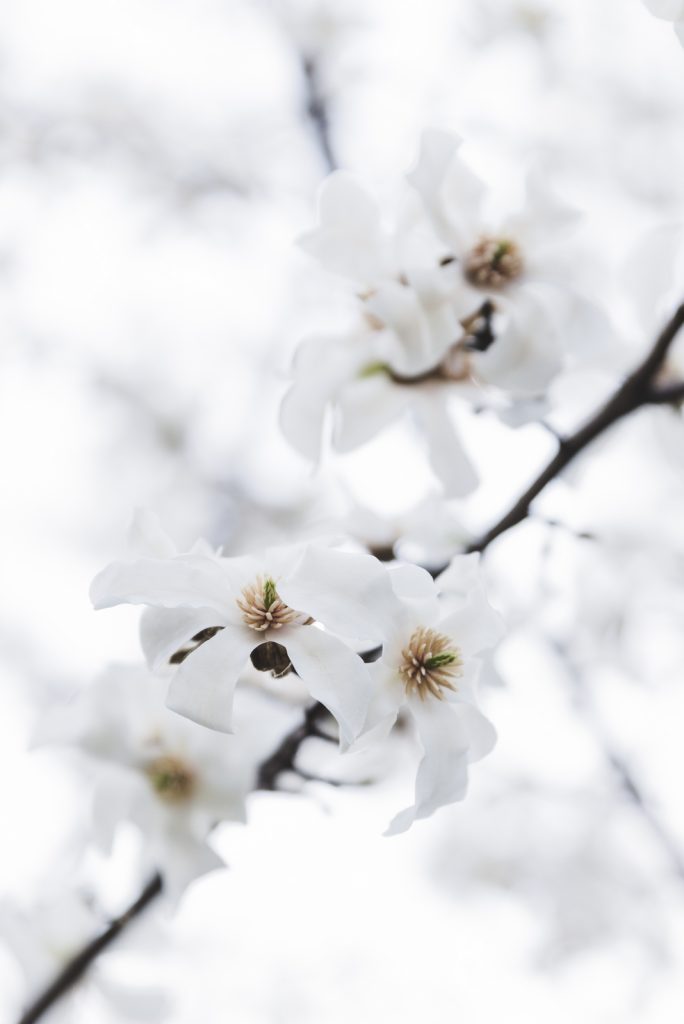 White spring flowers, Poland - from travel blog: http://Epepa.eu