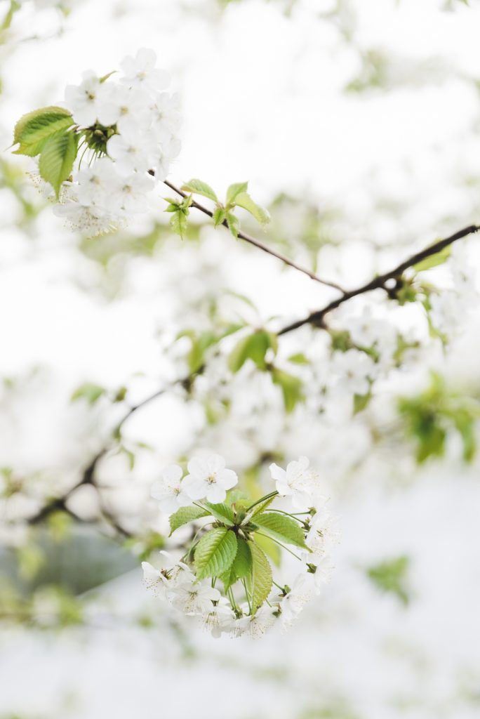 Flowering tree, Poland - from travel blog: http://Epepa.eu