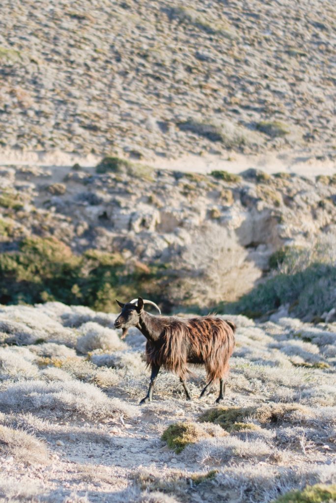 Goat in Prasonisi Island, Rhodes, Greece - from travel blog: http://Epepa.eu
