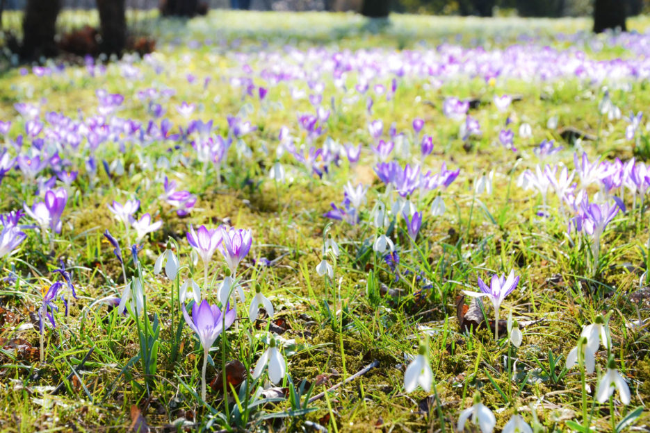 Wiosna w Wiedniu, krokusy na polanie przy Belwederze