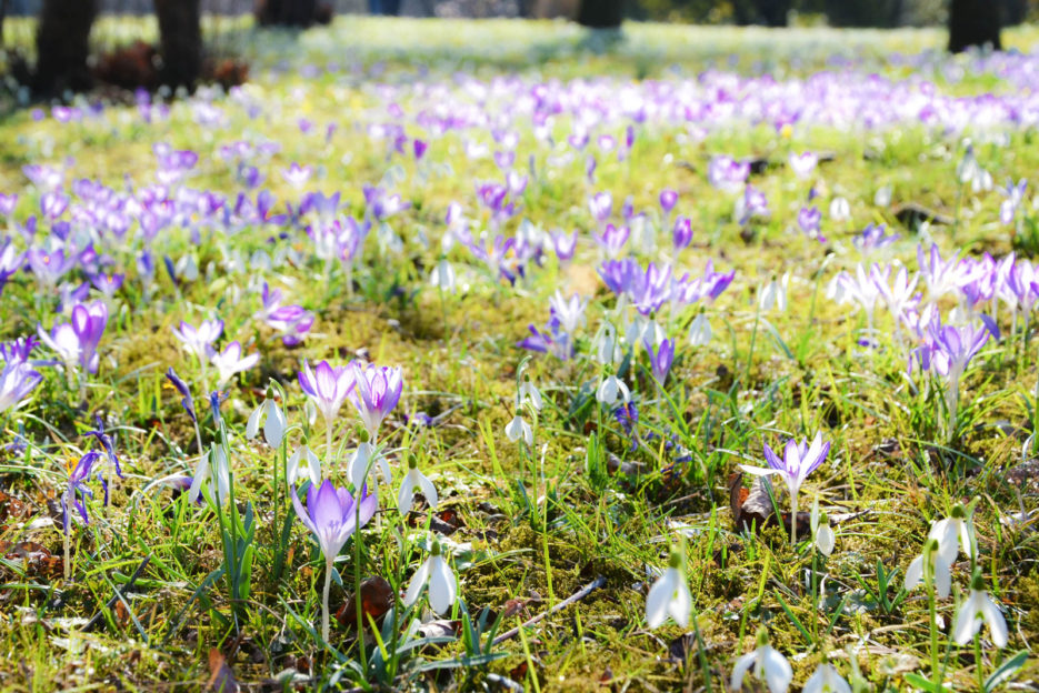 Crocuses in the University of Vienna Botanical Garden