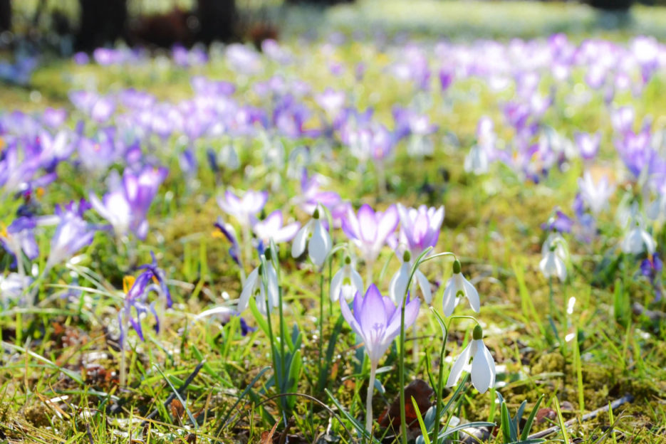 Botanischer Garten der Universität Wien