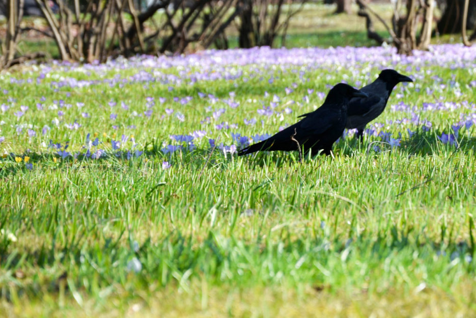 Botanischer Garten der Universität Wien