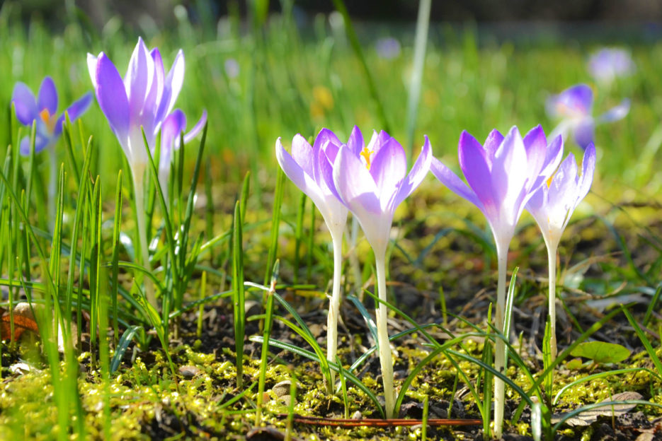 Crocuses in Botanischer Garten der Universität Wien