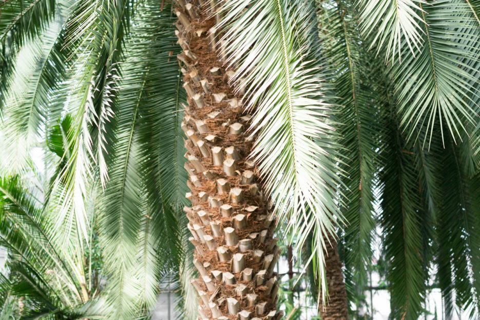 Gliwice-Palm-House-Hidden-Gem-of-Poland