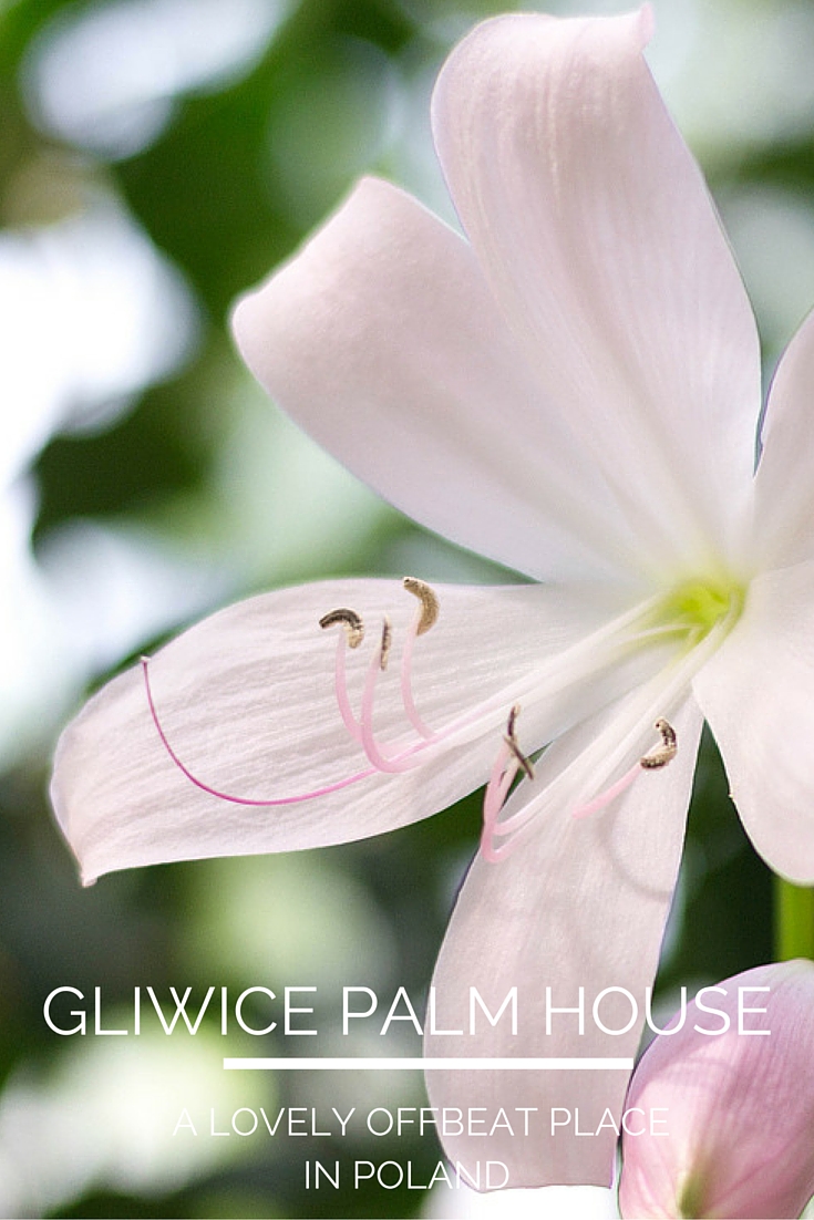 Gliwice Palm House by epepa.eu