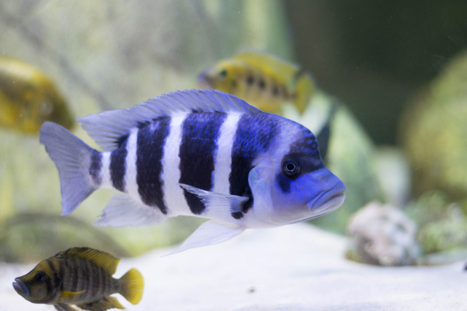 A fish aquarium in the Gliwice Palm House, Poland