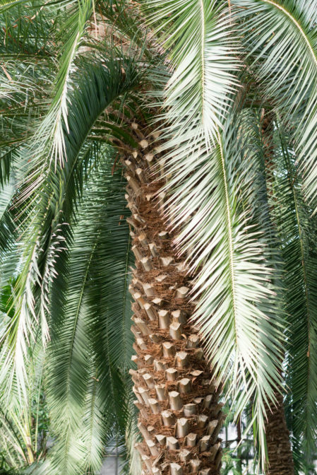 The Gliwice Palm House, a hidden gem in Poland