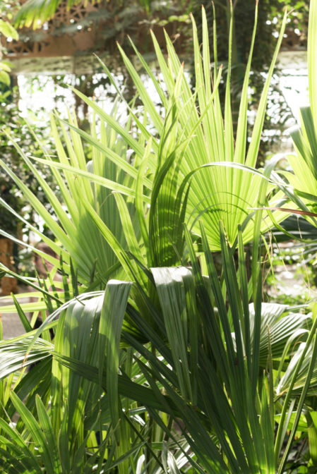 The Palm House in Gliwice, Silesia, a hidden gem in Poland