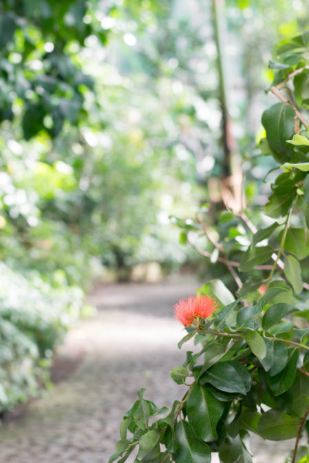 The Gliwice Palm House, a hidden gem in Poland