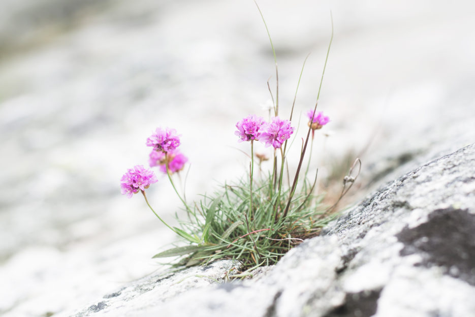 Kwiaty porastające kamieniste wybrzeże wyspy Styrsö, Szwecja