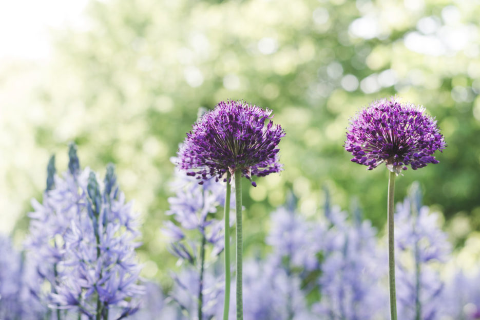 Fioletowe kwiaty w Ogrodzie Botanicznym w Göteborgu, Szwecja