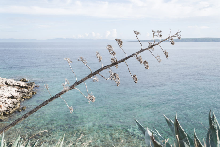 Kwiat agawy na wyspie Hvar, Gromin Dolac, Chorwacja