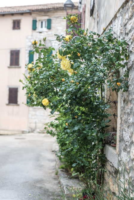 Piękne róże w miasteczku Bale Valle na Istrii