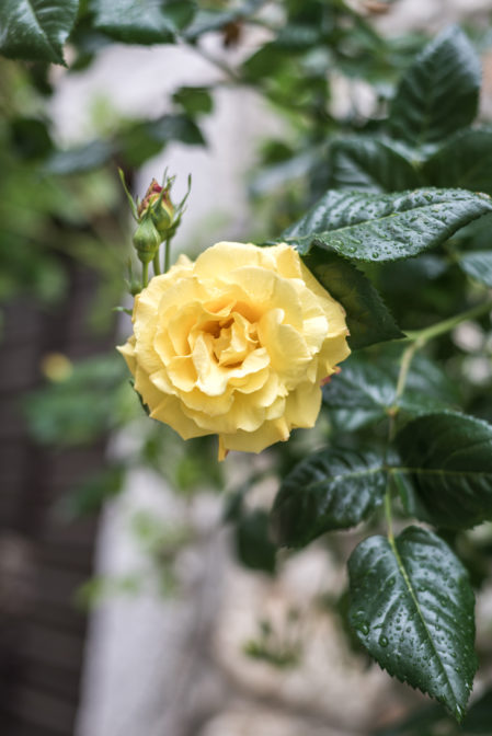 Żółta róża w Bale Valle, Chorwacja