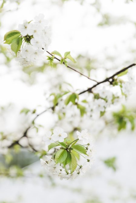 Flowering tree, Ustroń, Poland - from travel blog: https://epepa.eu/
