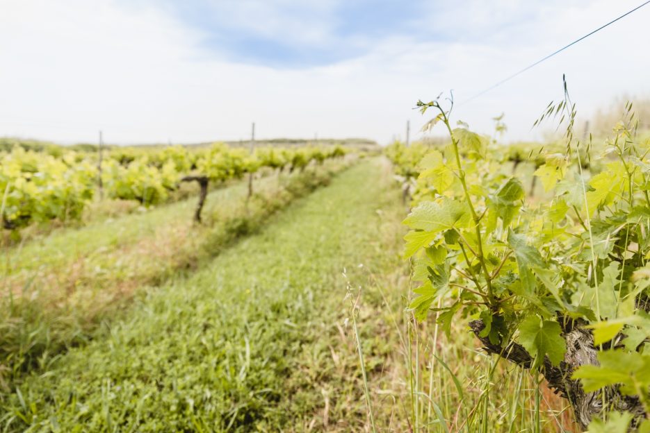 A vineyard on the island of Susak, Kvarner, Croatia - from travel blog: https://epepa.eu