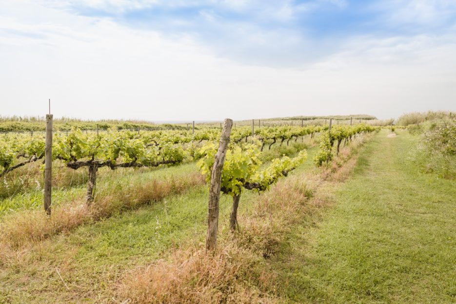 Vineyards on the Susak Island, Croatia - from travel blog: https://epepa.eu