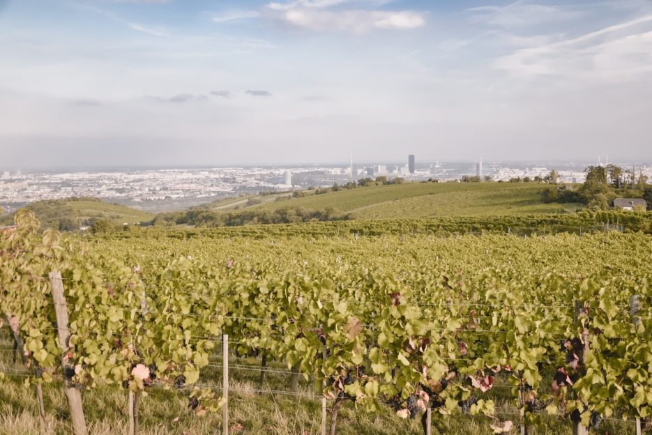 Vineyards on Kahlenberg hill, Vienna - 10 best things to do in Vienna, Austria - from travel blog https://epepa.eu