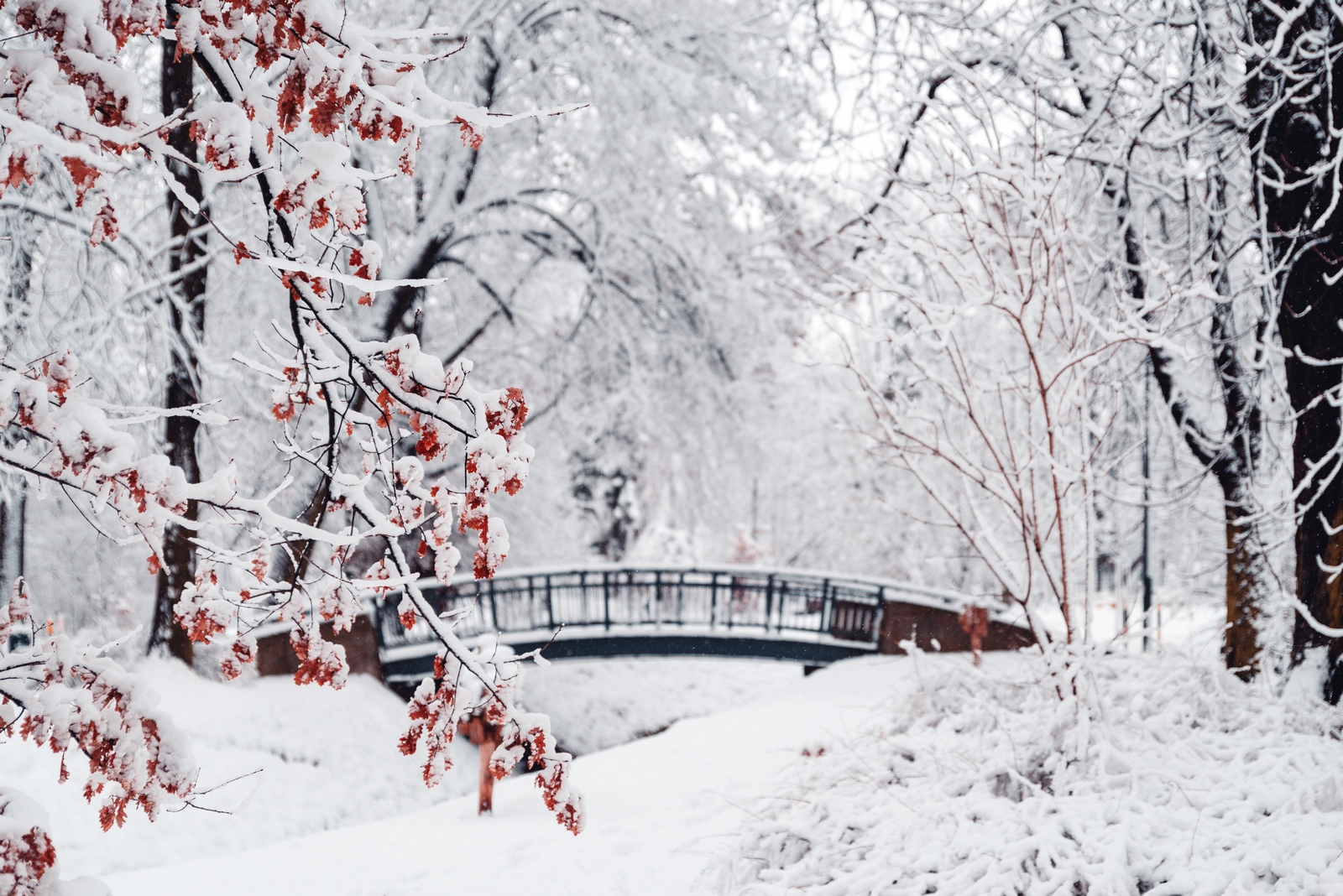 Winter in Park Chrobrego (Chrobry Park), Gliwice, Poland
