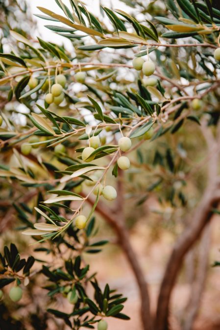 Miejscowa oliwa z oliwek to jedna z najlepszych pamiątek z Žuljany