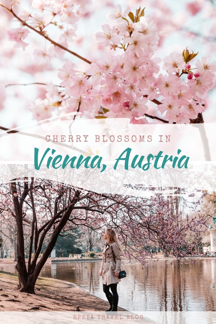 Cherry blossoms iv Vienna Austria