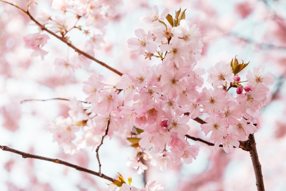 Cherry blossoms in Stadtpark, Vienna