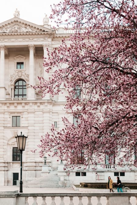 Cherry blossoms and Hofburg Palace, Burggarten, Vienna