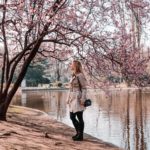 A virtual trip to cherry blossoms in Vienna, Austria