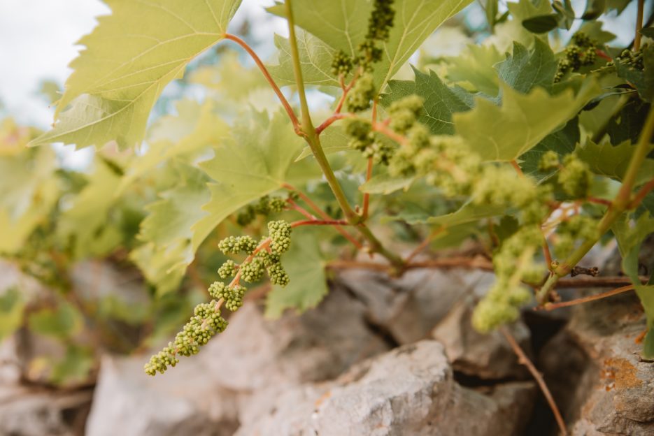 Młode winogrona w górnej osadzie Veli Lošinj, Chorwacja