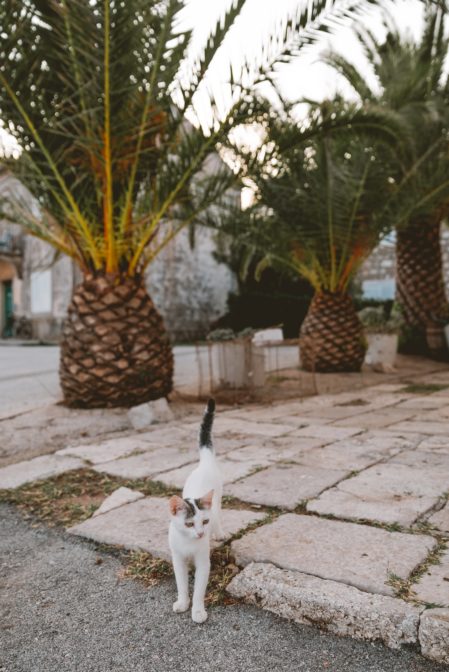 Kotek w wiosce Sreser, Pelješac, Chorwacja