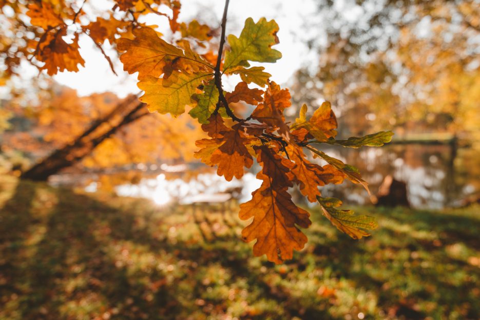 Autumn oak leaves in Park Świerklaniec, Poland